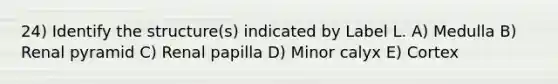 24) Identify the structure(s) indicated by Label L. A) Medulla B) Renal pyramid C) Renal papilla D) Minor calyx E) Cortex