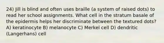 24) Jill is blind and often uses braille (a system of raised dots) to read her school assignments. What cell in the stratum basale of the epidermis helps her discriminate between the textured dots? A) keratinocyte B) melanocyte C) Merkel cell D) dendritic (Langerhans) cell