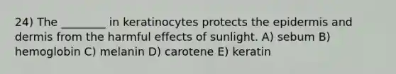 24) The ________ in keratinocytes protects the epidermis and dermis from the harmful effects of sunlight. A) sebum B) hemoglobin C) melanin D) carotene E) keratin