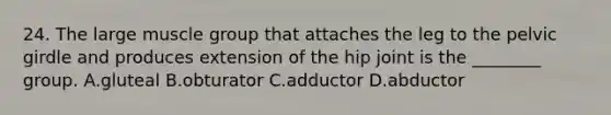 24. The large muscle group that attaches the leg to the pelvic girdle and produces extension of the hip joint is the ________ group. A.gluteal B.obturator C.adductor D.abductor