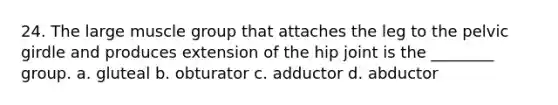 24. The large muscle group that attaches the leg to the pelvic girdle and produces extension of the hip joint is the ________ group. a. gluteal b. obturator c. adductor d. abductor