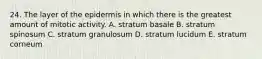 24. The layer of the epidermis in which there is the greatest amount of mitotic activity. A. stratum basale B. stratum spinosum C. stratum granulosum D. stratum lucidum E. stratum corneum