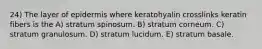 24) The layer of epidermis where keratohyalin crosslinks keratin fibers is the A) stratum spinosum. B) stratum corneum. C) stratum granulosum. D) stratum lucidum. E) stratum basale.