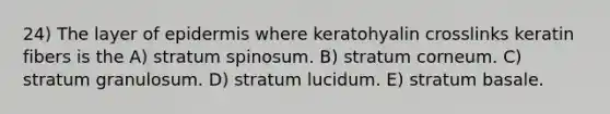 24) The layer of epidermis where keratohyalin crosslinks keratin fibers is the A) stratum spinosum. B) stratum corneum. C) stratum granulosum. D) stratum lucidum. E) stratum basale.