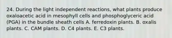 24. During the light independent reactions, what plants produce oxaloacetic acid in mesophyll cells and phosphoglyceric acid (PGA) in the bundle sheath cells A. ferredoxin plants. B. oxalis plants. C. CAM plants. D. C4 plants. E. C3 plants.