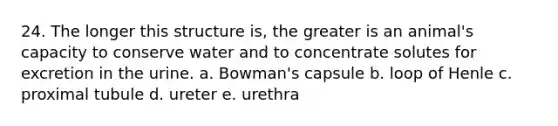 24. The longer this structure is, the greater is an animal's capacity to conserve water and to concentrate solutes for excretion in the urine. a. Bowman's capsule b. loop of Henle c. proximal tubule d. ureter e. urethra