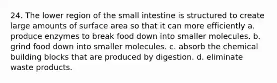 24. The lower region of <a href='https://www.questionai.com/knowledge/kt623fh5xn-the-small-intestine' class='anchor-knowledge'>the small intestine</a> is structured to create large amounts of <a href='https://www.questionai.com/knowledge/kEtsSAPENL-surface-area' class='anchor-knowledge'>surface area</a> so that it can more efficiently a. produce enzymes to break food down into smaller molecules. b. grind food down into smaller molecules. c. absorb the chemical building blocks that are produced by digestion. d. eliminate waste products.