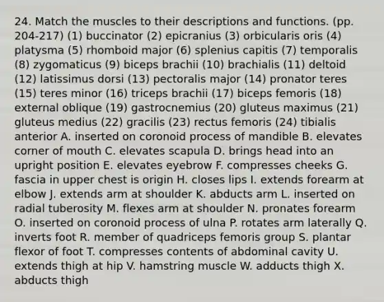 24. Match the muscles to their descriptions and functions. (pp. 204-217) (1) buccinator (2) epicranius (3) orbicularis oris (4) platysma (5) rhomboid major (6) splenius capitis (7) temporalis (8) zygomaticus (9) biceps brachii (10) brachialis (11) deltoid (12) latissimus dorsi (13) pectoralis major (14) pronator teres (15) teres minor (16) triceps brachii (17) biceps femoris (18) external oblique (19) gastrocnemius (20) gluteus maximus (21) gluteus medius (22) gracilis (23) rectus femoris (24) tibialis anterior A. inserted on coronoid process of mandible B. elevates corner of mouth C. elevates scapula D. brings head into an upright position E. elevates eyebrow F. compresses cheeks G. fascia in upper chest is origin H. closes lips I. extends forearm at elbow J. extends arm at shoulder K. abducts arm L. inserted on radial tuberosity M. flexes arm at shoulder N. pronates forearm O. inserted on coronoid process of ulna P. rotates arm laterally Q. inverts foot R. member of quadriceps femoris group S. plantar flexor of foot T. compresses contents of abdominal cavity U. extends thigh at hip V. hamstring muscle W. adducts thigh X. abducts thigh