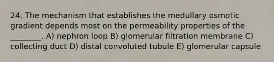 24. The mechanism that establishes the medullary osmotic gradient depends most on the permeability properties of the ________. A) nephron loop B) glomerular filtration membrane C) collecting duct D) distal convoluted tubule E) glomerular capsule