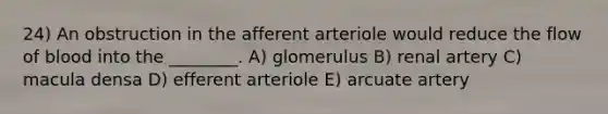 24) An obstruction in the afferent arteriole would reduce the flow of blood into the ________. A) glomerulus B) renal artery C) macula densa D) efferent arteriole E) arcuate artery