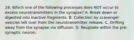 24. Which one of the following processes does NOT occur to excess neurotransmitters in the synapse? A. Break down or digested into inactive fragments. B. Collection by scavenger vesicles left over from the neurotransmitter release. C. Drifting away from the synapse via diffusion. D. Reuptake within the pre-synaptic neuron.
