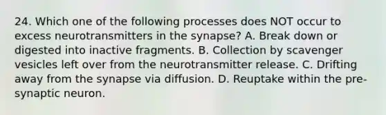 24. Which one of the following processes does NOT occur to excess neurotransmitters in the synapse? A. Break down or digested into inactive fragments. B. Collection by scavenger vesicles left over from the neurotransmitter release. C. Drifting away from the synapse via diffusion. D. Reuptake within the pre-synaptic neuron.