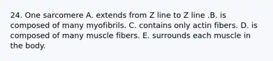 24. One sarcomere A. extends from Z line to Z line .B. is composed of many myofibrils. C. contains only actin fibers. D. is composed of many muscle fibers. E. surrounds each muscle in the body.