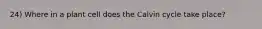 24) Where in a plant cell does the Calvin cycle take place?