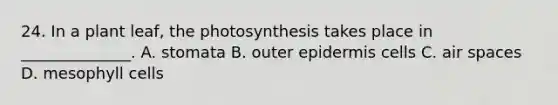 24. In a plant leaf, the photosynthesis takes place in ______________. A. stomata B. outer epidermis cells C. air spaces D. mesophyll cells