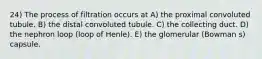 24) The process of filtration occurs at A) the proximal convoluted tubule. B) the distal convoluted tubule. C) the collecting duct. D) the nephron loop (loop of Henle). E) the glomerular (Bowman s) capsule.