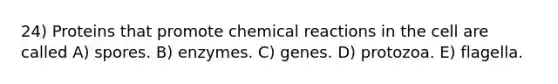 24) Proteins that promote <a href='https://www.questionai.com/knowledge/kc6NTom4Ep-chemical-reactions' class='anchor-knowledge'>chemical reactions</a> in the cell are called A) spores. B) enzymes. C) genes. D) protozoa. E) flagella.