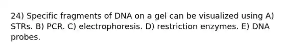 24) Specific fragments of DNA on a gel can be visualized using A) STRs. B) PCR. C) electrophoresis. D) restriction enzymes. E) DNA probes.