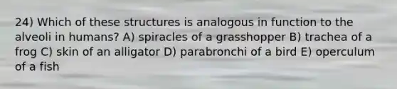 24) Which of these structures is analogous in function to the alveoli in humans? A) spiracles of a grasshopper B) trachea of a frog C) skin of an alligator D) parabronchi of a bird E) operculum of a fish