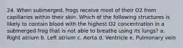 24. When submerged, frogs receive most of their O2 from capillaries within their skin. Which of the following structures is likely to contain blood with the highest O2 concentration in a submerged frog that is not able to breathe using its lungs? a. Right atrium b. Left atrium c. Aorta d. Ventricle e. Pulmonary vein