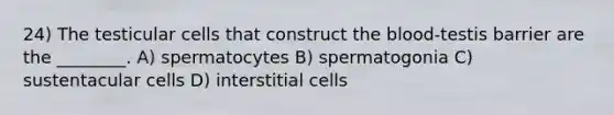 24) The testicular cells that construct the blood-testis barrier are the ________. A) spermatocytes B) spermatogonia C) sustentacular cells D) interstitial cells