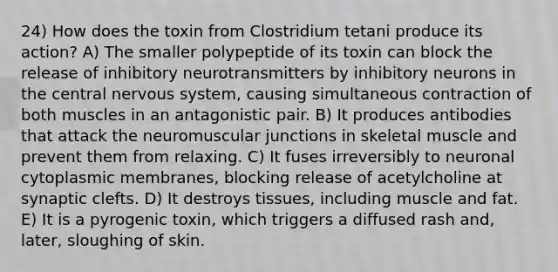 24) How does the toxin from Clostridium tetani produce its action? A) The smaller polypeptide of its toxin can block the release of inhibitory neurotransmitters by inhibitory neurons in the central <a href='https://www.questionai.com/knowledge/kThdVqrsqy-nervous-system' class='anchor-knowledge'>nervous system</a>, causing simultaneous contraction of both muscles in an antagonistic pair. B) It produces antibodies that attack the neuromuscular junctions in skeletal muscle and prevent them from relaxing. C) It fuses irreversibly to neuronal cytoplasmic membranes, blocking release of acetylcholine at synaptic clefts. D) It destroys tissues, including muscle and fat. E) It is a pyrogenic toxin, which triggers a diffused rash and, later, sloughing of skin.