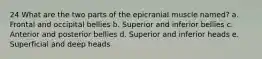 24 What are the two parts of the epicranial muscle named? a. Frontal and occipital bellies b. Superior and inferior bellies с. Anterior and posterior bellies d. Superior and inferior heads е. Superficial and deep heads