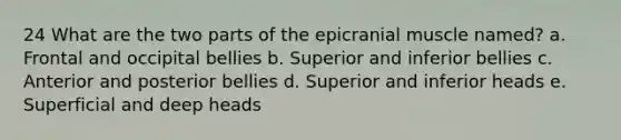 24 What are the two parts of the epicranial muscle named? a. Frontal and occipital bellies b. Superior and inferior bellies с. Anterior and posterior bellies d. Superior and inferior heads е. Superficial and deep heads