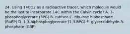 24. Using 14CO2 as a radioactive tracer, which molecule would be the last to incorporate 14C within the Calvin cycle? A. 3-phosphoglycerate (3PG) B. rubisco C. ribulose biphosphate (RuBP) D. 1,3-biphosphoglycerate (1,3-BPG) E. glyceraldehyde-3-phosphate (G3P)