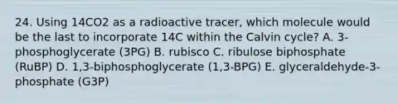 24. Using 14CO2 as a radioactive tracer, which molecule would be the last to incorporate 14C within the Calvin cycle? A. 3-phosphoglycerate (3PG) B. rubisco C. ribulose biphosphate (RuBP) D. 1,3-biphosphoglycerate (1,3-BPG) E. glyceraldehyde-3-phosphate (G3P)