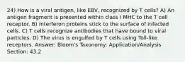 24) How is a viral antigen, like EBV, recognized by T cells? A) An antigen fragment is presented within class I MHC to the T cell receptor. B) Interferon proteins stick to the surface of infected cells. C) T cells recognize antibodies that have bound to viral particles. D) The virus is engulfed by T cells using Toll-like receptors. Answer: Bloom's Taxonomy: Application/Analysis Section: 43.2