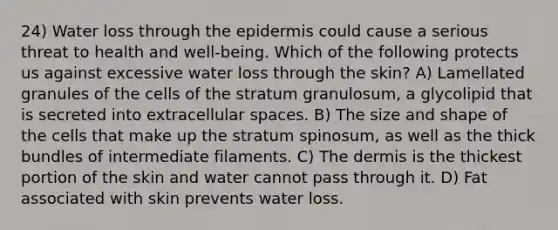 24) Water loss through the epidermis could cause a serious threat to health and well-being. Which of the following protects us against excessive water loss through the skin? A) Lamellated granules of the cells of the stratum granulosum, a glycolipid that is secreted into extracellular spaces. B) The size and shape of the cells that make up the stratum spinosum, as well as the thick bundles of intermediate filaments. C) The dermis is the thickest portion of the skin and water cannot pass through it. D) Fat associated with skin prevents water loss.