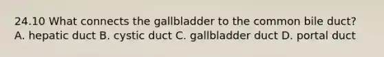 24.10 What connects the gallbladder to the common bile duct? A. hepatic duct B. cystic duct C. gallbladder duct D. portal duct