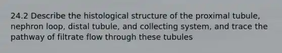 24.2 Describe the histological structure of the proximal tubule, nephron loop, distal tubule, and collecting system, and trace the pathway of filtrate flow through these tubules