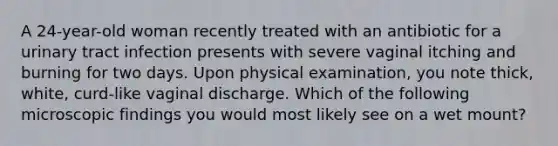 A 24-year-old woman recently treated with an antibiotic for a urinary tract infection presents with severe vaginal itching and burning for two days. Upon physical examination, you note thick, white, curd-like vaginal discharge. Which of the following microscopic findings you would most likely see on a wet mount?