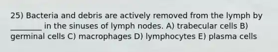 25) Bacteria and debris are actively removed from the lymph by ________ in the sinuses of lymph nodes. A) trabecular cells B) germinal cells C) macrophages D) lymphocytes E) plasma cells