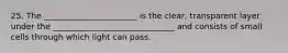 25. The _______________________ is the clear, transparent layer under the ______________________________ and consists of small cells through which light can pass.