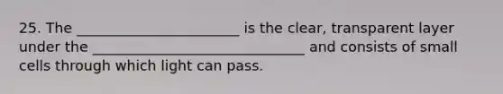 25. The _______________________ is the clear, transparent layer under the ______________________________ and consists of small cells through which light can pass.