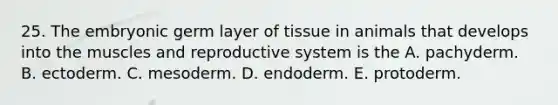 25. The embryonic germ layer of tissue in animals that develops into the muscles and reproductive system is the A. pachyderm. B. ectoderm. C. mesoderm. D. endoderm. E. protoderm.