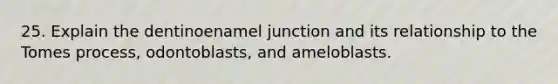 25. Explain the dentinoenamel junction and its relationship to the Tomes process, odontoblasts, and ameloblasts.