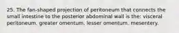 25. The fan-shaped projection of peritoneum that connects the small intestine to the posterior abdominal wall is the: visceral peritoneum. greater omentum. lesser omentum. mesentery.