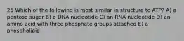 25 Which of the following is most similar in structure to ATP? A) a pentose sugar B) a DNA nucleotide C) an RNA nucleotide D) an amino acid with three phosphate groups attached E) a phospholipid