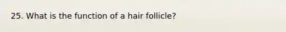 25. What is the function of a hair follicle?