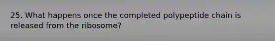 25. What happens once the completed polypeptide chain is released from the ribosome?