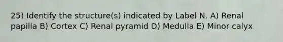 25) Identify the structure(s) indicated by Label N. A) Renal papilla B) Cortex C) Renal pyramid D) Medulla E) Minor calyx