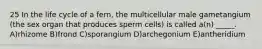 25 In the life cycle of a fern, the multicellular male gametangium (the sex organ that produces sperm cells) is called a(n) _____. A)rhizome B)frond C)sporangium D)archegonium E)antheridium