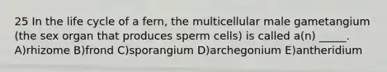 25 In the life cycle of a fern, the multicellular male gametangium (the sex organ that produces sperm cells) is called a(n) _____. A)rhizome B)frond C)sporangium D)archegonium E)antheridium