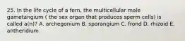 25. In the life cycle of a fern, the multicellular male gametangium ( the sex organ that produces sperm cells) is called a(n)? A. archegonium B. sporangium C. frond D. rhizoid E. antheridium