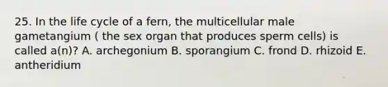 25. In the life cycle of a fern, the multicellular male gametangium ( the sex organ that produces sperm cells) is called a(n)? A. archegonium B. sporangium C. frond D. rhizoid E. antheridium