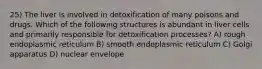 25) The liver is involved in detoxification of many poisons and drugs. Which of the following structures is abundant in liver cells and primarily responsible for detoxification processes? A) rough endoplasmic reticulum B) smooth endoplasmic reticulum C) Golgi apparatus D) nuclear envelope